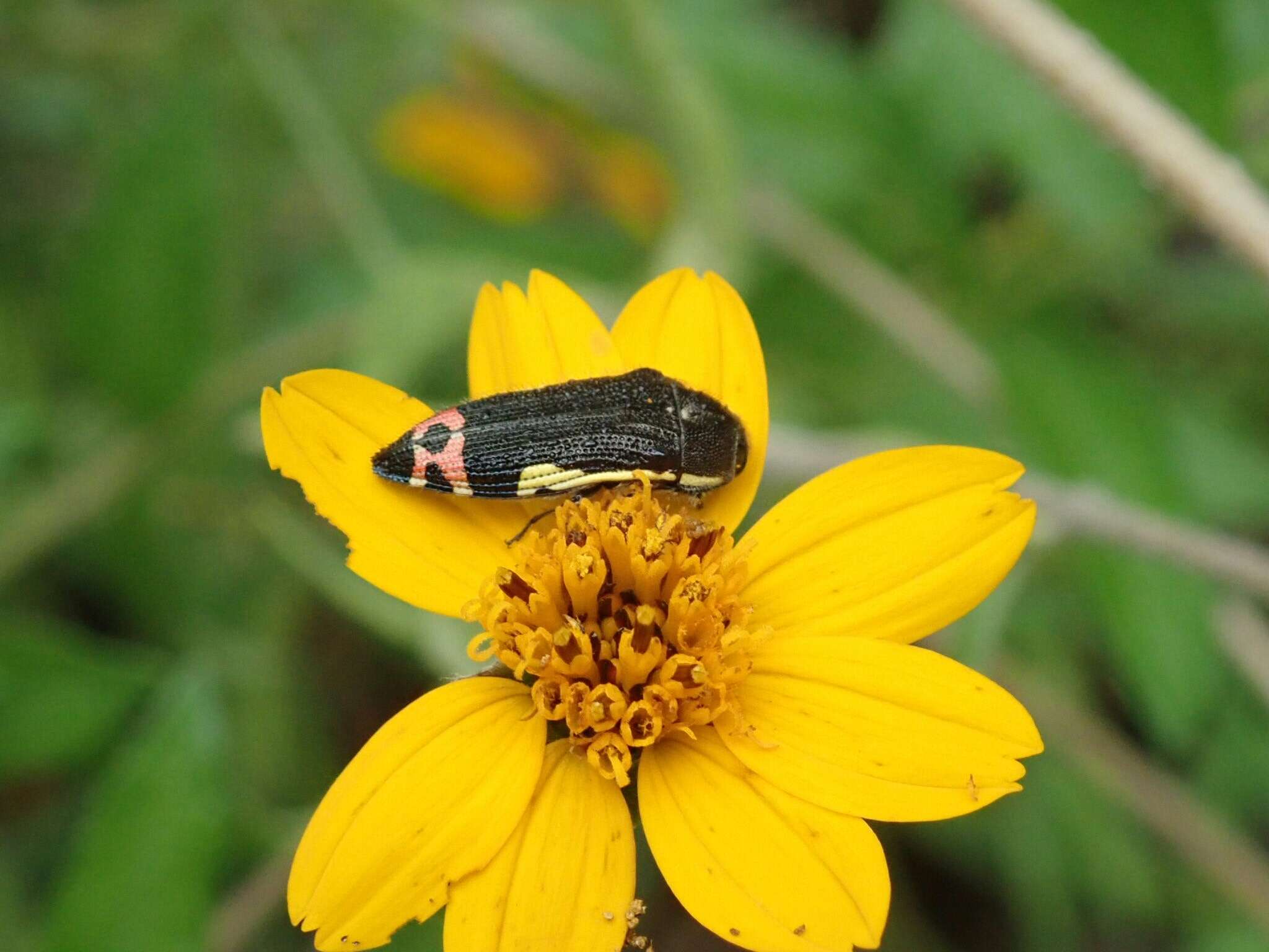 Imagem de Acmaeodera flavomarginata (Gray 1832)