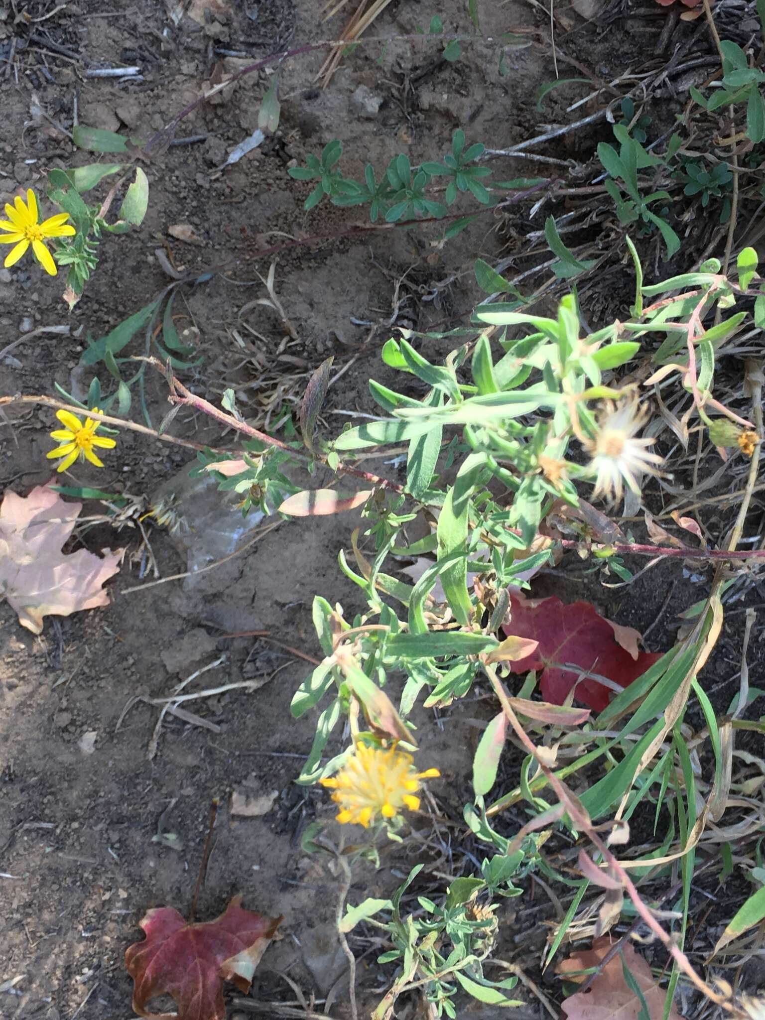 Image of hairy false goldenaster