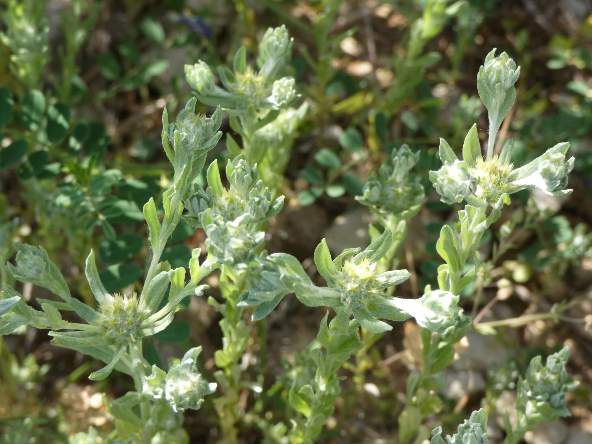 Image of broad-leaved cutweed