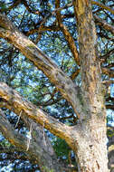 Image of Paperbark acacia