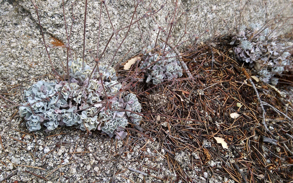 Image of hoary buckwheat