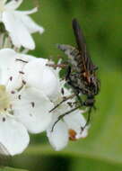 Image of Empis tessellata Fabricius 1794