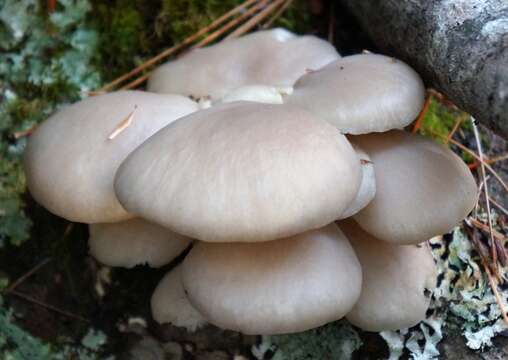 Image of Pleurotus populinus O. Hilber & O. K. Mill. 1993