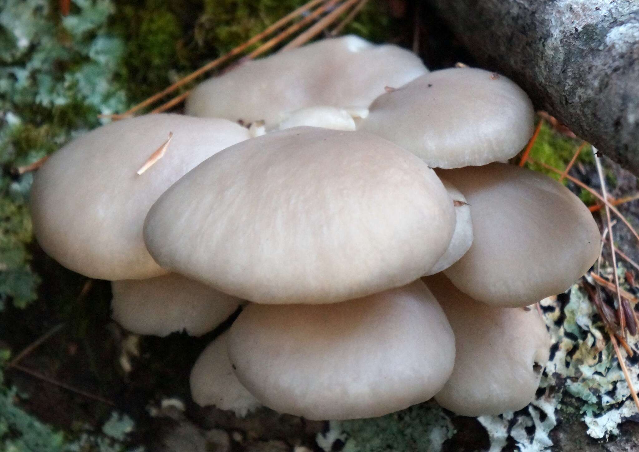 Image of Pleurotus populinus O. Hilber & O. K. Mill. 1993