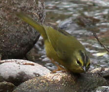 Image of Two-banded Warbler