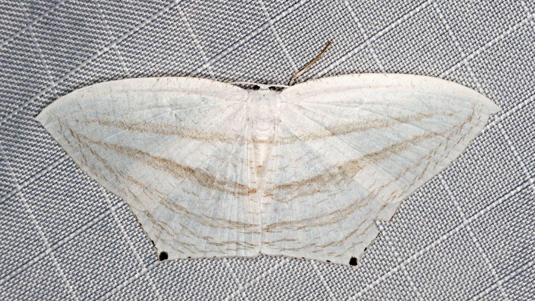 Image of Acropteris teriadata Guenée