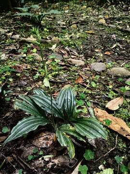 Imagem de Calanthe argenteostriata C. Z. Tang & S. J. Cheng