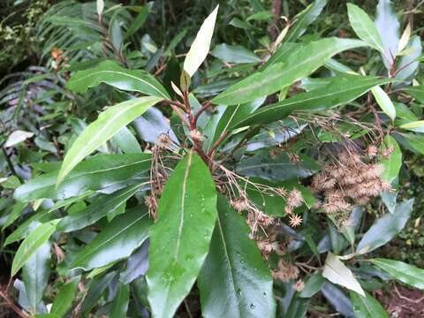 Image of Olearia cheesemanii Cockayne & Allan