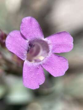 Image of Owens Valley beardtongue