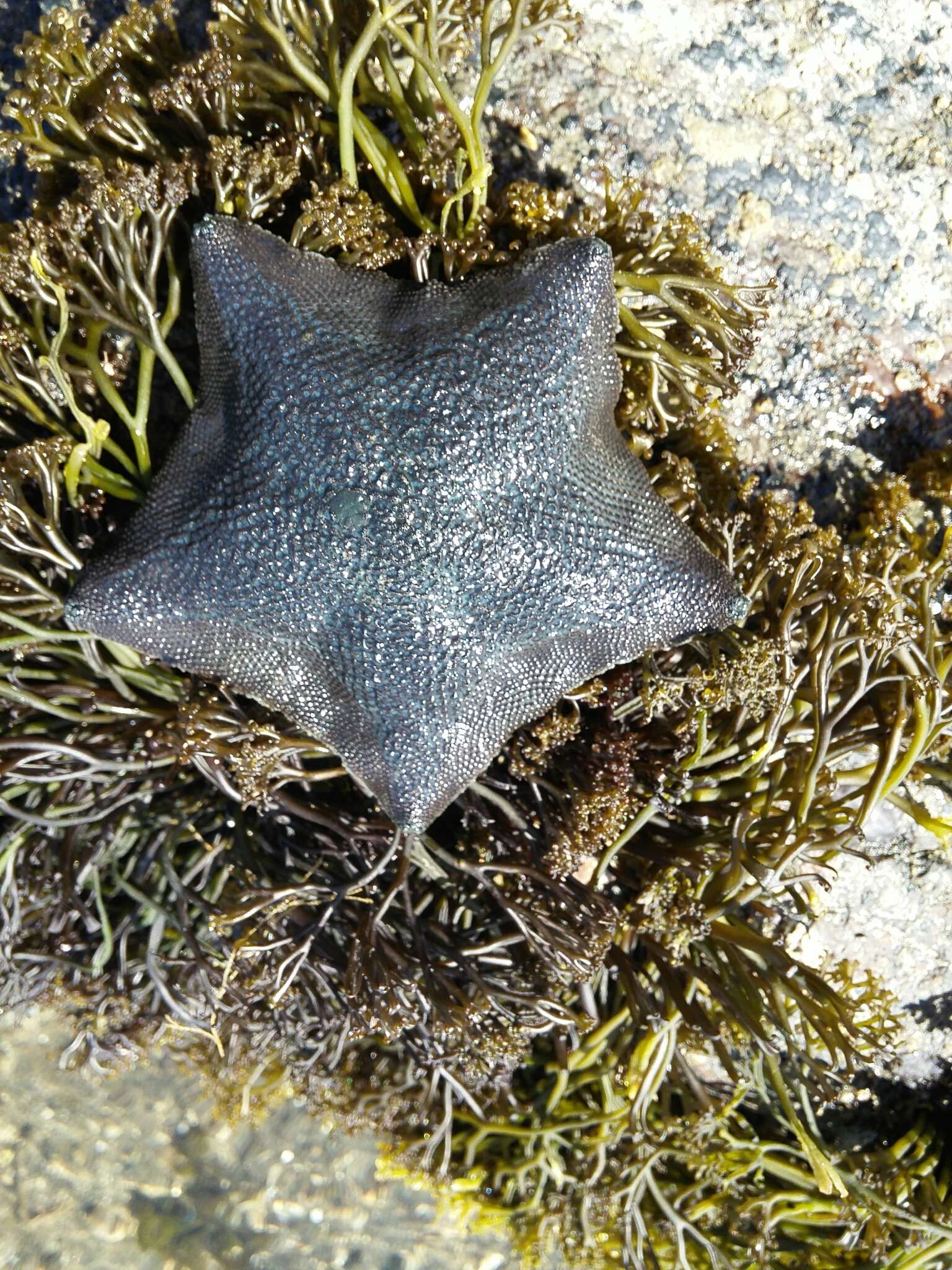 Image of Patiriella regularis (Verrill 1867)