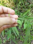 Image de Tragia betonicifolia Nutt.