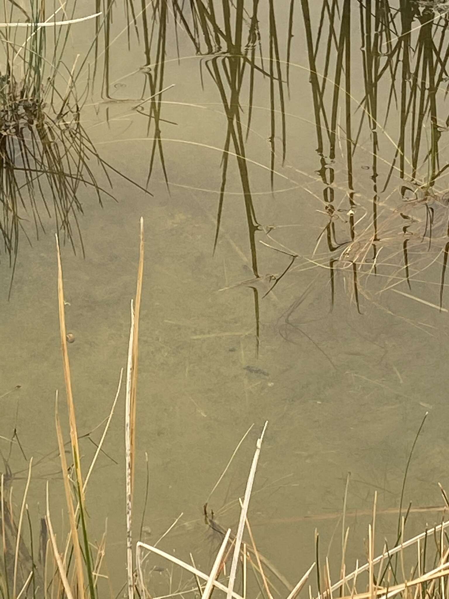 Image of Borax Lake chub