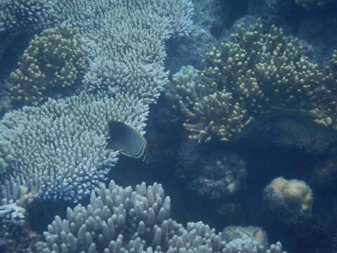 Image of Eastern Triangle Butterflyfish