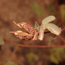 Image of Gossypium anomalum subsp. anomalum