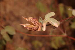 Image de Gossypium anomalum subsp. anomalum