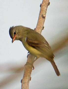 Image of Northern Beardless Tyrannulet