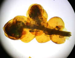 Image of Tamarisk Scalewort