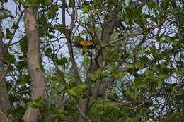 Image of Black-hooded Oriole