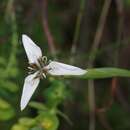 Moraea brevistyla (Goldblatt) Goldblatt resmi