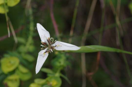 Moraea brevistyla (Goldblatt) Goldblatt resmi