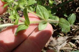 Image de Gratiola pilosa Michx.