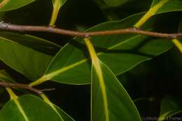 Diospyros fasciculosa (F. Muell.) F. Muell.的圖片