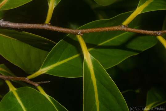 Image de Diospyros fasciculosa (F. Muell.) F. Muell.