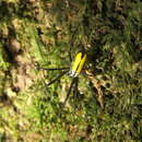 Image de Leucauge acuminata (O. Pickard-Cambridge 1889)