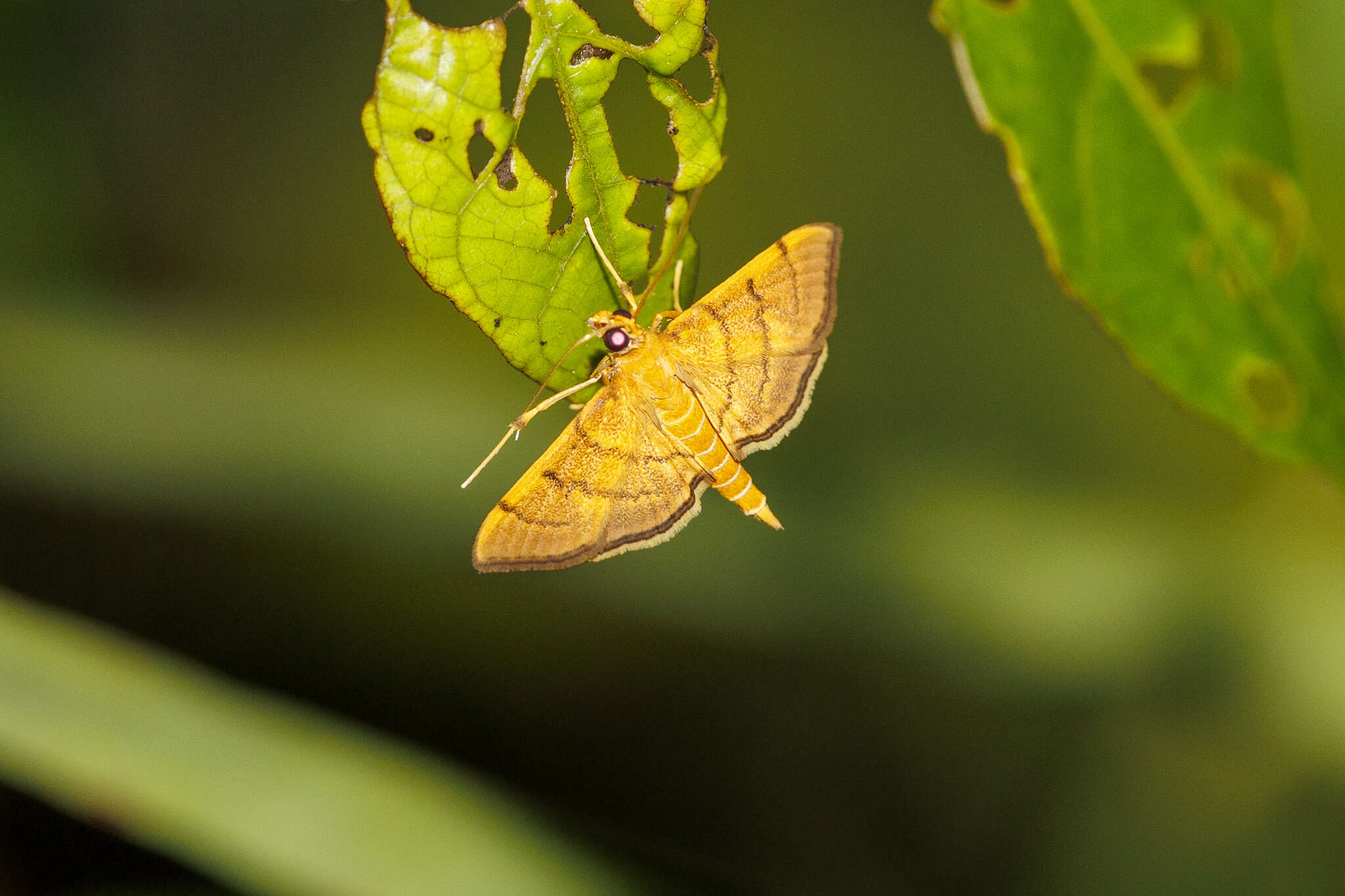 Image of Bean-leaf Webworm Moth