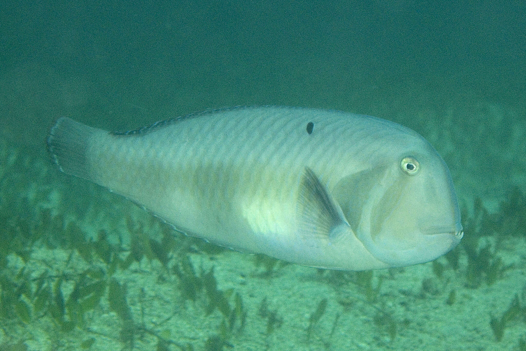 Image of Black-barred razorfish