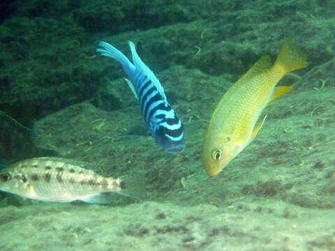 صورة Tropheops macrophthalmus (Ahl 1926)