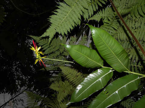 Image of <i>Heliconia vaginalis</i> Benth.