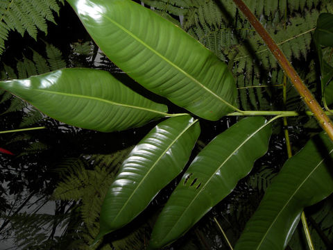 Image of <i>Heliconia vaginalis</i> Benth.