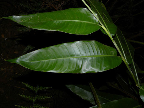 Image of <i>Heliconia vaginalis</i> Benth.