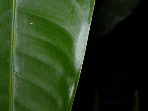 Image of <i>Heliconia vaginalis</i> Benth.