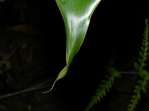 Image of <i>Heliconia vaginalis</i> Benth.