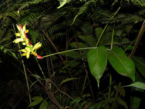 Image of <i>Heliconia vaginalis</i> Benth.