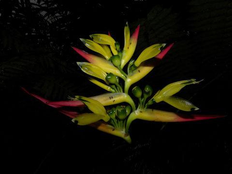 Image of <i>Heliconia vaginalis</i> Benth.