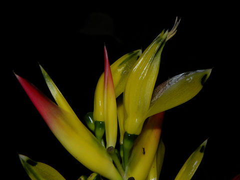 Image of <i>Heliconia vaginalis</i> Benth.
