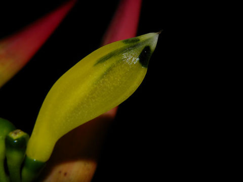 Image of <i>Heliconia vaginalis</i> Benth.