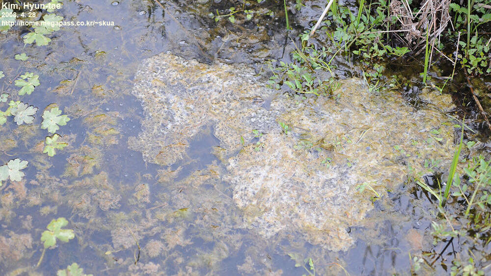 Image of Black-spotted frog