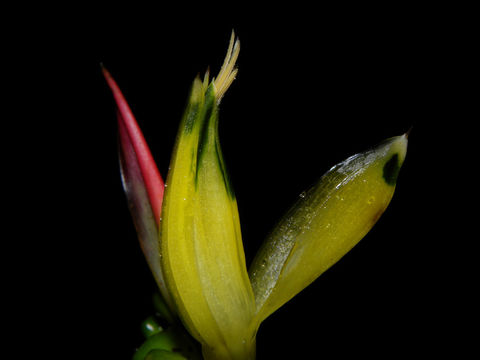 Image of <i>Heliconia vaginalis</i> Benth.