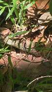 Image of Rainforest Sunskink