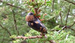 Image of Sternocera castanea boucardii Saunders 1874