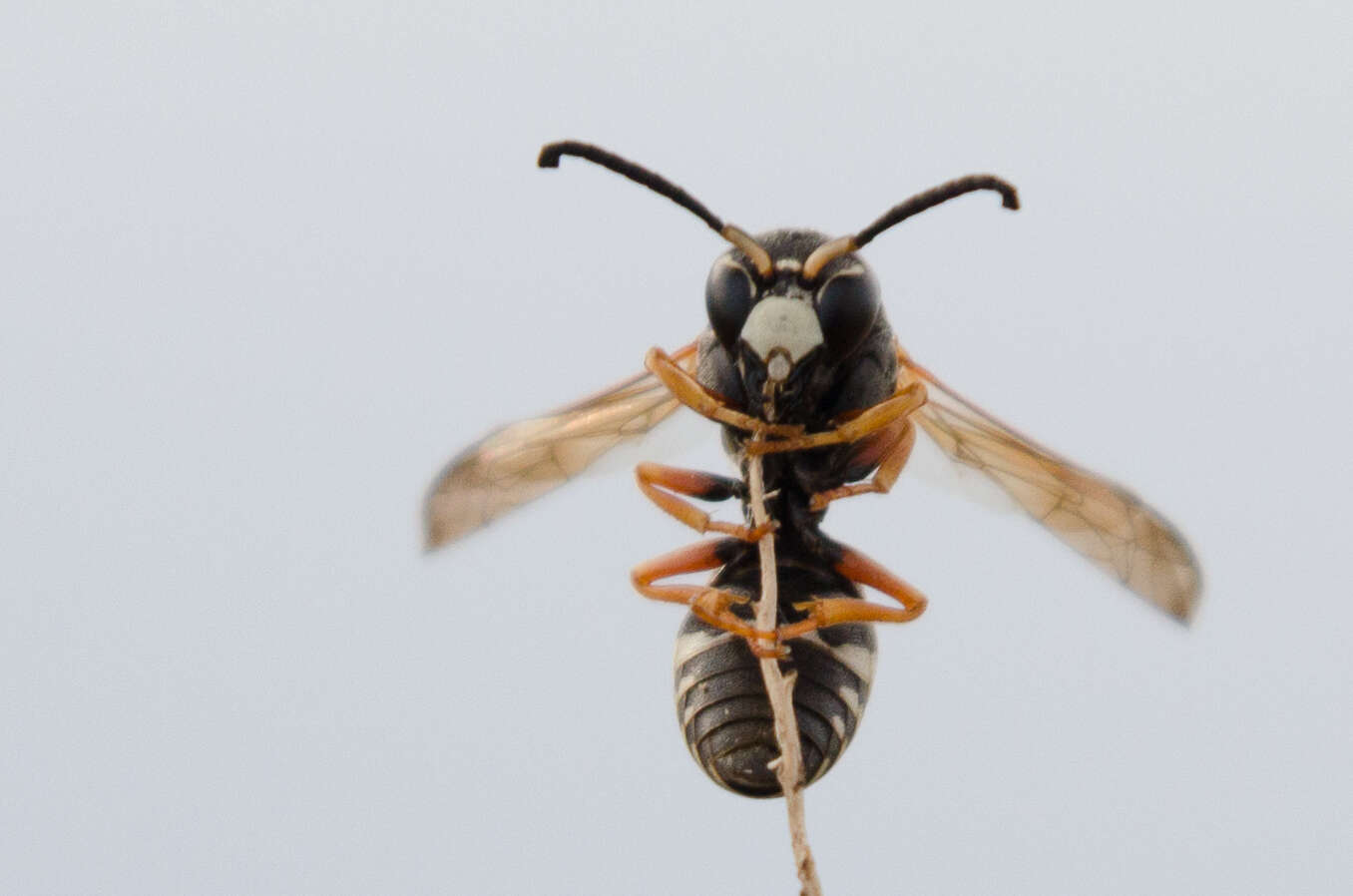 Sivun Tropidodynerus interruptus (Brulle 1832) kuva