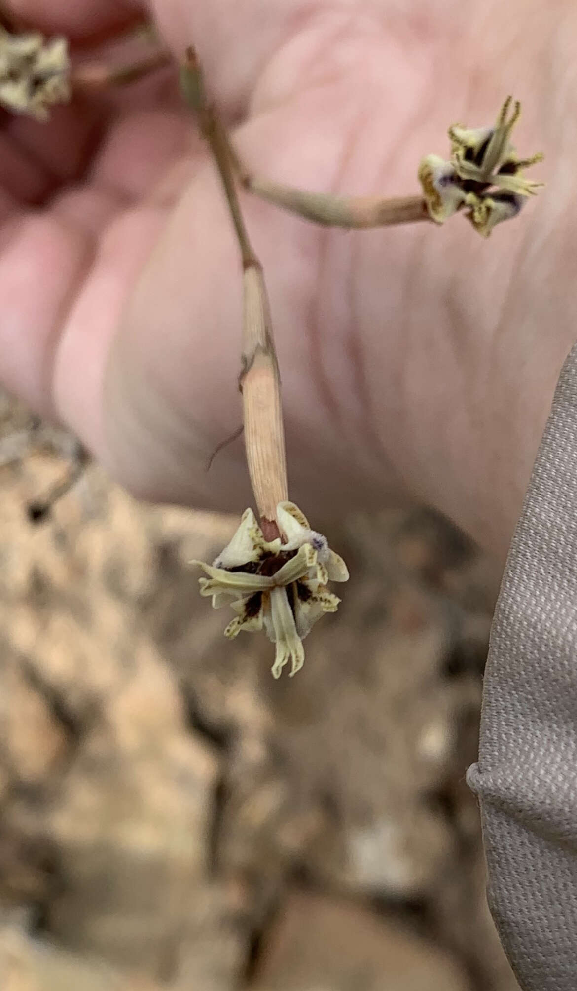 Image of Moraea inconspicua Goldblatt