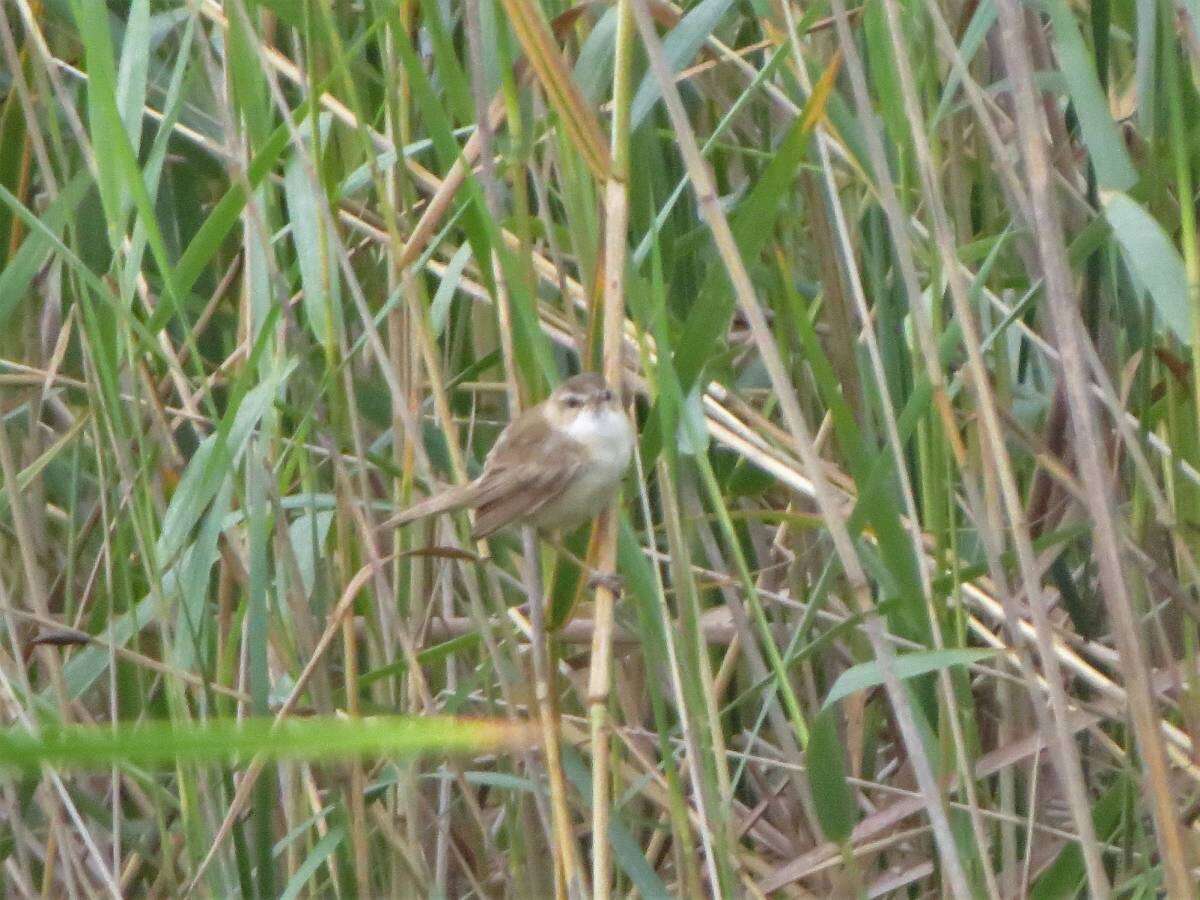 Image of Paddyfield Warbler