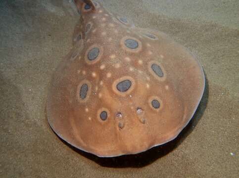 Image of Common Torpedo Ray