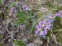 Image of Oxytropis ambigua (Pall.) DC.