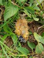 Image of African horned cucumber